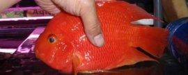 果树冬季刮皮要点，翘皮和病斑要彻底刮除