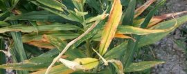 板蓝根种植技术，高产高效的北方板蓝根种植方法