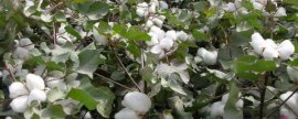 虫螨腈使用注意事项，每茬菜最多使用两次
