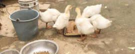 茼蒿种子需要泡过才能播种吗