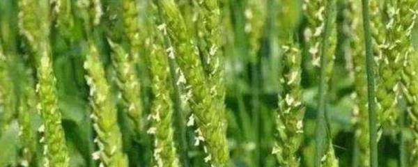 中原国科1号小麦种简介，适宜播种期10月上中旬