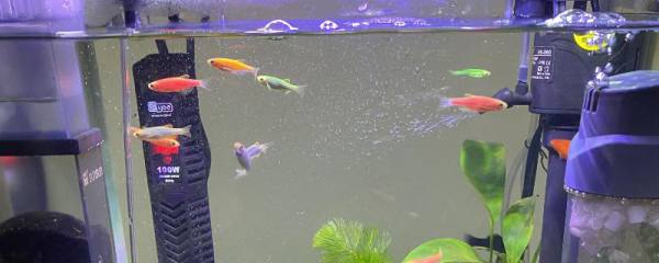 鱼缸是否要除油膜，一般需要除膜、否则会隔绝空气