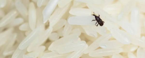 面粉生虫怎么处理，附面粉的保管方法