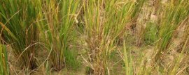 防治白菜烂根病的要点，严禁大水漫灌、避免田间出现积水