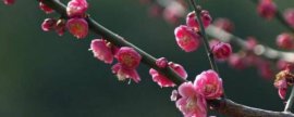 大叶紫薇常见病虫害，绒介虫害和白粉病较为常见