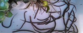 大花萱草怎么种植，开沟挖穴后再栽植覆土
