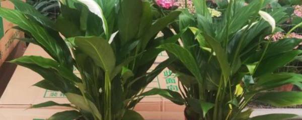 一帆风顺为什么不开花，能和锦鲤一块养