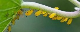 小白菜种植方法和时间，全面解析，适合春季和秋季种植