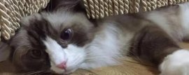 猫突然流透明口水怎么回事，可能是口腔或者消化道的疾病导致