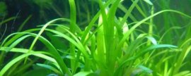浮叶小水兰水草容易养吗，对环境的适应能力很强