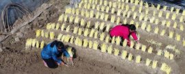 恒丰优1082水稻品种简介，桂南晚稻生育期113.7天
