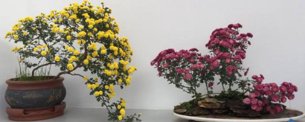 选购种子注意事项，这六点需留神