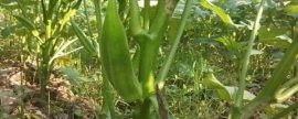 玉米成熟期多少天