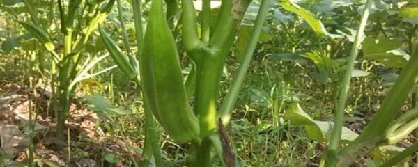 韭菜的过冬方法，韭菜的种植方法