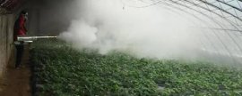 草莓病虫害的防治方法，可农业防治也可药剂防治