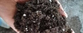 葡萄施肥技术方案，如何科学施肥提高产量