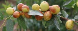 冬虫夏草泡水方法，提取营养成分