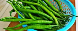 板栗的需肥特点，不同时期对肥料的吸收量有所差异
