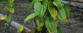 毛苕子种植技术，种植前需要施用充足的基肥和磷肥