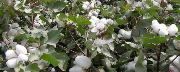 硝化菌放上几天水会清