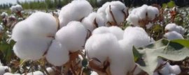 种植黄金果的要点，苗期要多施氮肥