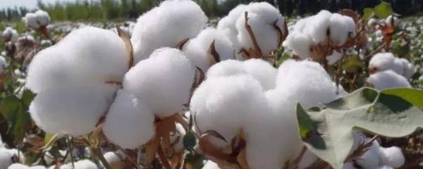 种植黄金果的要点，苗期要多施氮肥