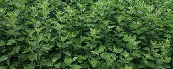 小甘菊护手霜，适合哪些人群使用