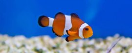 小丑鱼可不可以养，是水族馆和家庭鱼缸中的常见品种