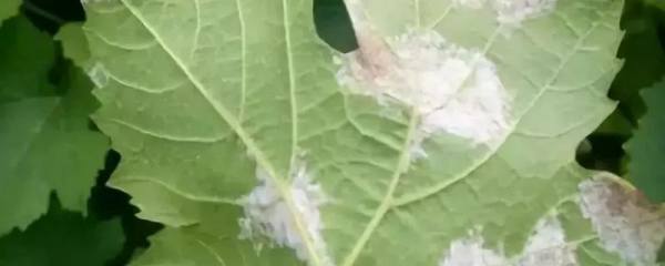 银杏树的特点有哪些，对环境和生态系统有着重要的影响