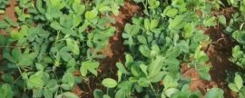 葡萄树的种植技术，主要有四点需掌握