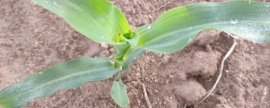 利隆76玉米种子特征特性，适宜播种期2月底至5月底