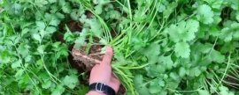 氰霜唑的作用，是一种新型低毒剂