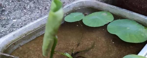 齐黄34大豆品种介绍