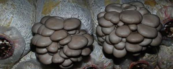 秧苗和稗草区别