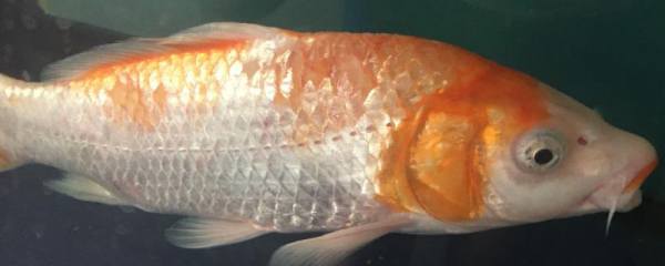 小木槿的花语含义，传递爱意的花语解读