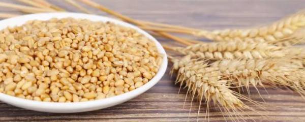 鼠尾掌和白檀的区别，形态特征、花期和习性均不同