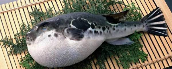 黄河蜜瓜怎么种,黄河蜜瓜对光照要求较高