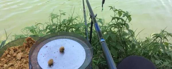 莴笋怎么栽培，播种后要覆草遮阴