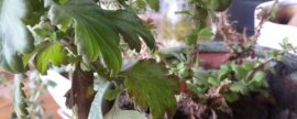 菊花叶片枯落原因，通风不良容易严重发病