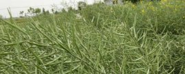 新型的香菇该如何种植，具体方法介绍