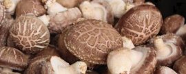 食用菌冬季管理方法，防止出现冻害
