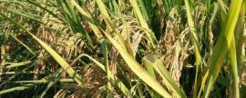 樱桃防裂果特效药