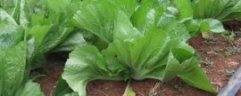 包心芥菜怎么种植，早熟品种每亩地可栽种2000-2200株