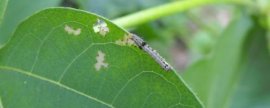 夏季果园防旱方法，可每隔7-10天灌一次水