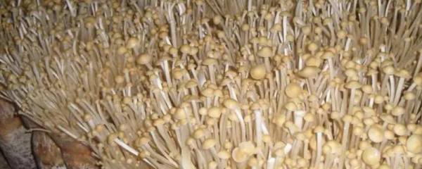 盆栽薄荷如何过冬