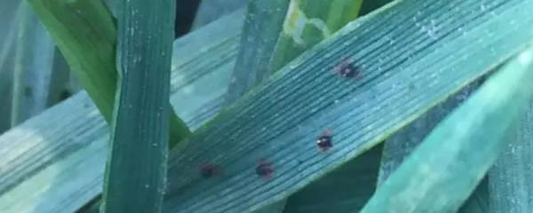 铜钱草种子，怎么种植、养殖技巧