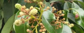 君子兰产于哪里，种植技巧和养护方法