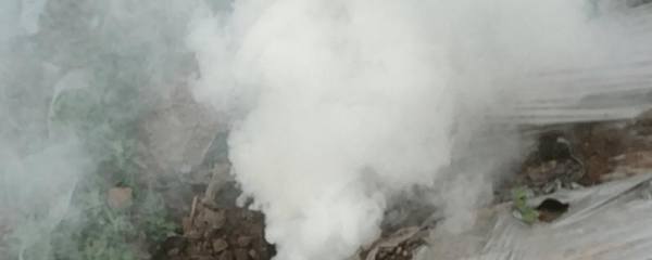 枸杞籽如何种小盆栽，注意防治病虫害