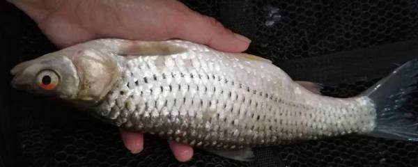 薄荷喜阴还是喜阳