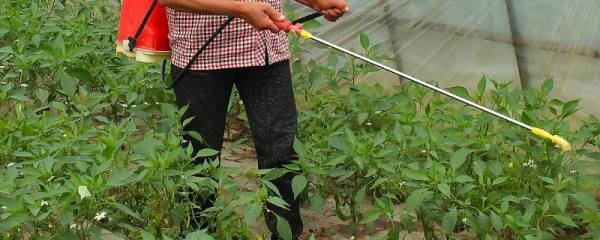 冻螃蟹是蒸还是煮，哪种方式更好